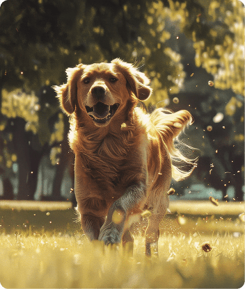 Комната чистых лап